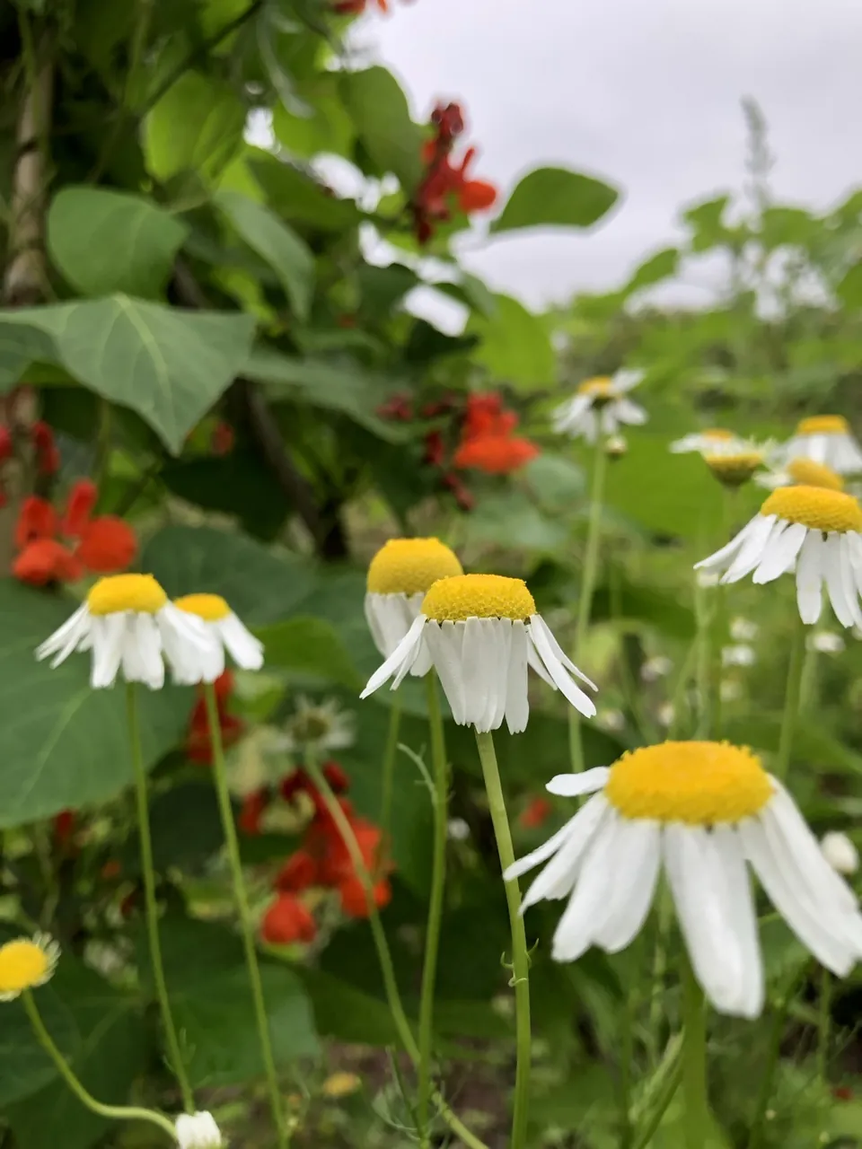 Blühende Kamillen-ähnliche Blumen