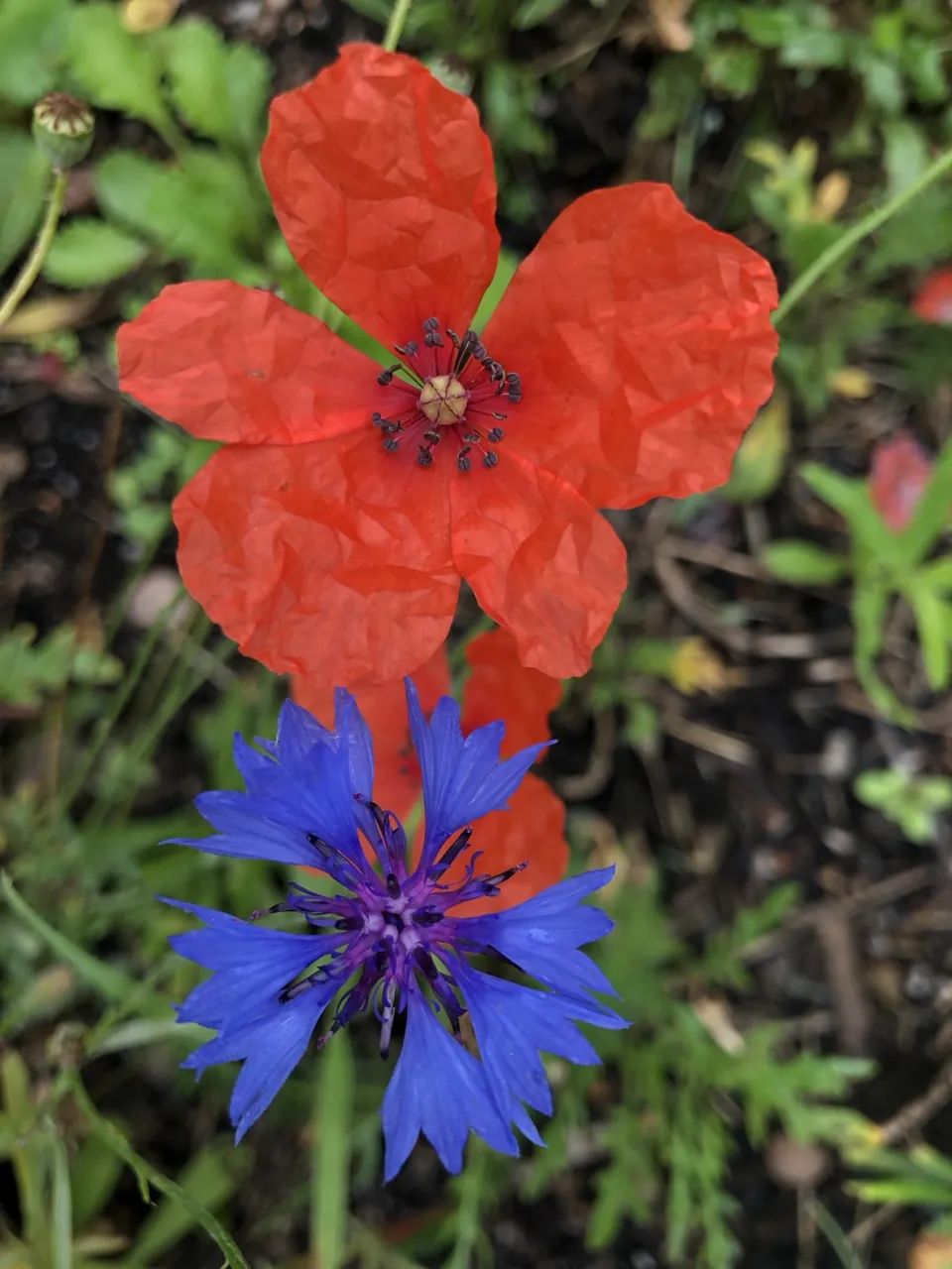 Mohnblume und blaue Kornblume