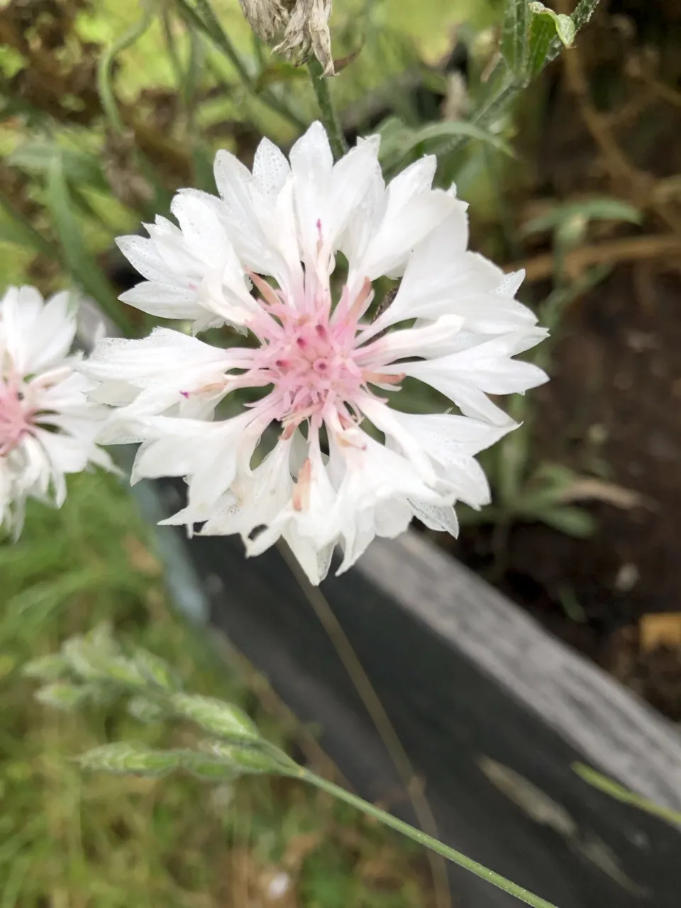 Weiße Kornblume
