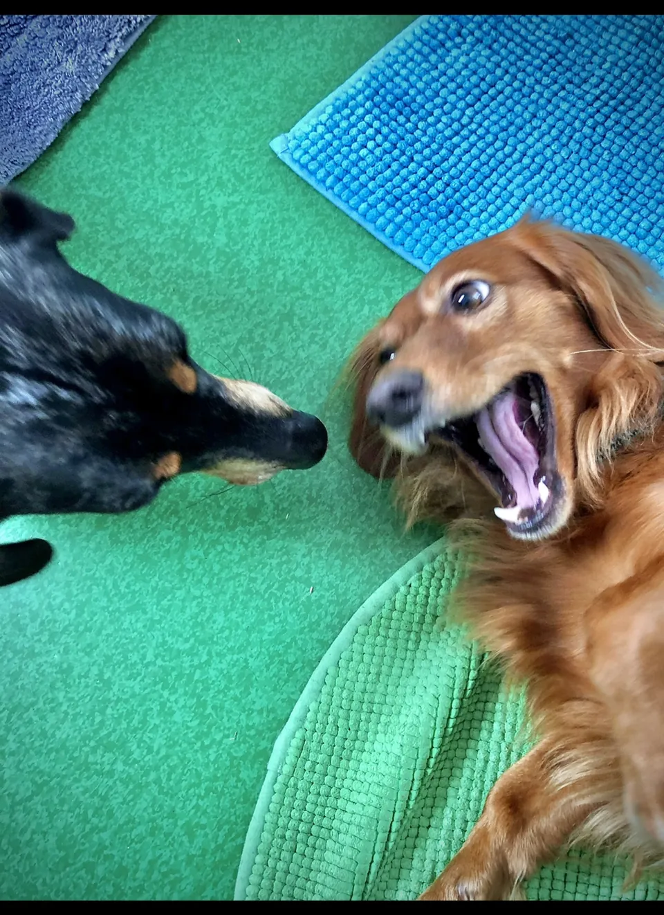 Paddy und Rosita im lebhaften Gespräch