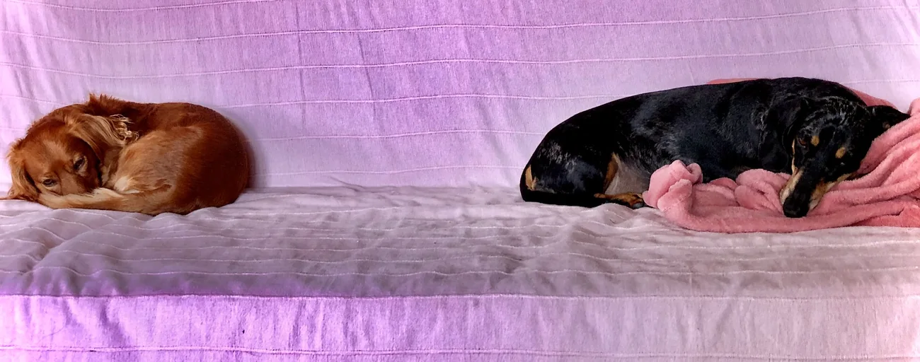 Paddy rests at the left; Rosita rests on the pink blanket.