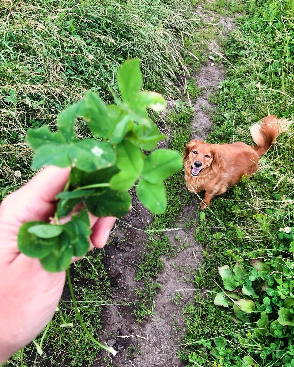 Paddy beim Spaziergang