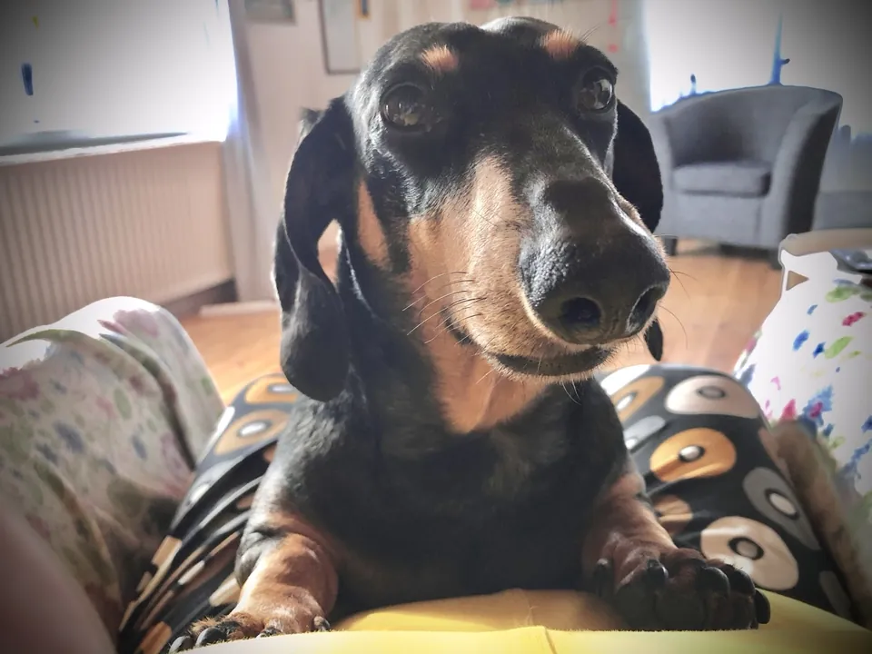 Rosita · Empfangsleitung